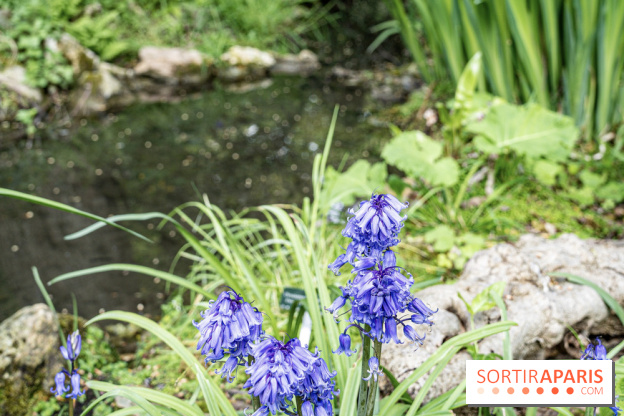 Le Jardin Alpin caché du Jardin des Plantes
