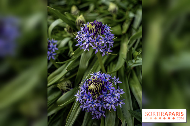 Le Jardin Alpin caché du Jardin des Plantes
