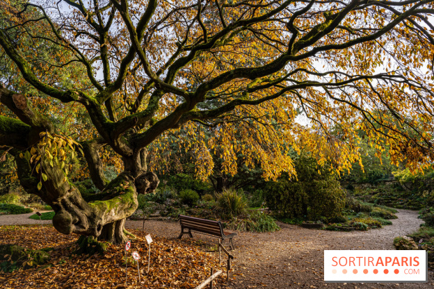 Le Jardin Alpin caché du Jardin des Plantes