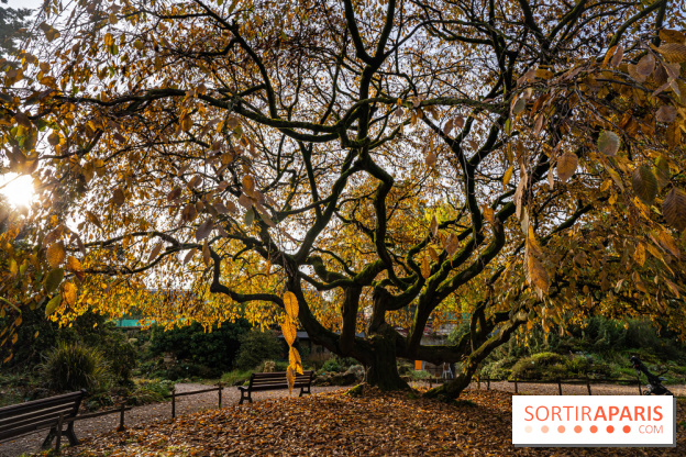Le Jardin Alpin caché du Jardin des Plantes