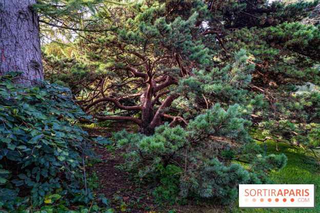 Le Jardin Alpin caché du Jardin des Plantes