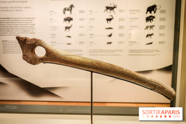 Arts et Préhistoire, l'exposition de peintures rupestres au Musée de l'Homme - nos photos
