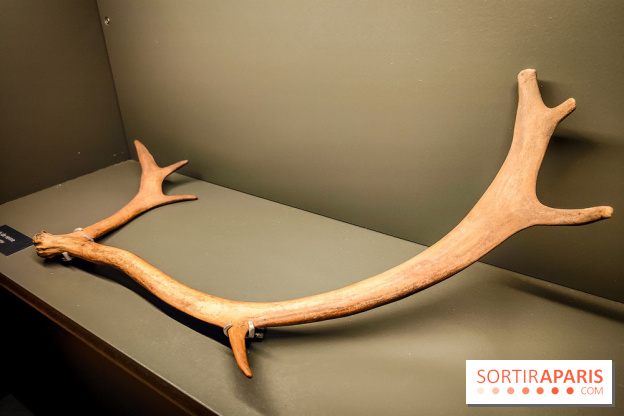 Arts et Préhistoire, l'exposition de peintures rupestres au Musée de l'Homme - nos photos