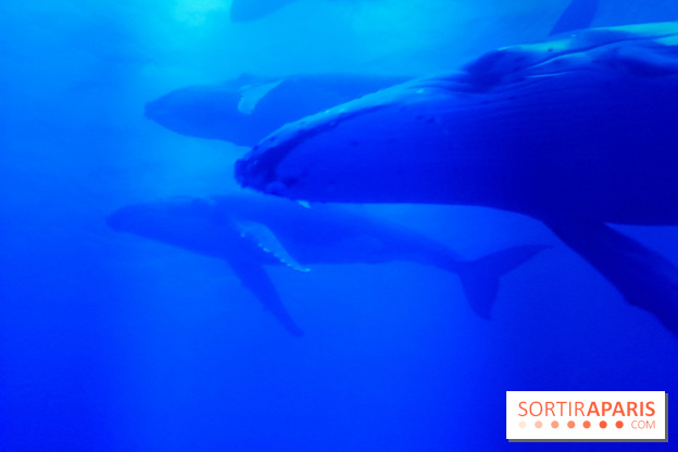 Musicanimale, l'exposition à la Philharmonie