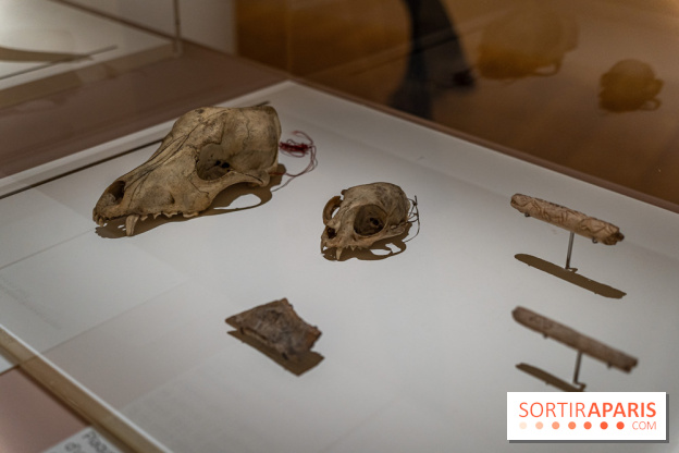 Picasso et la Préhistoire, les photos de l'exposition au Musée de l'Homme