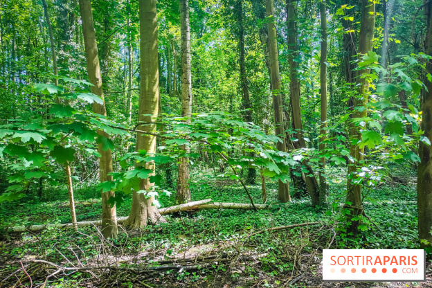 Le Hangar Y à Meudon, nos photos - forêt 
