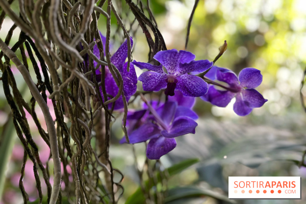Orchidées - jardin des plantes