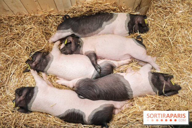 Salon de l'agriculture 2023 - 20230227160148 IMG 3934