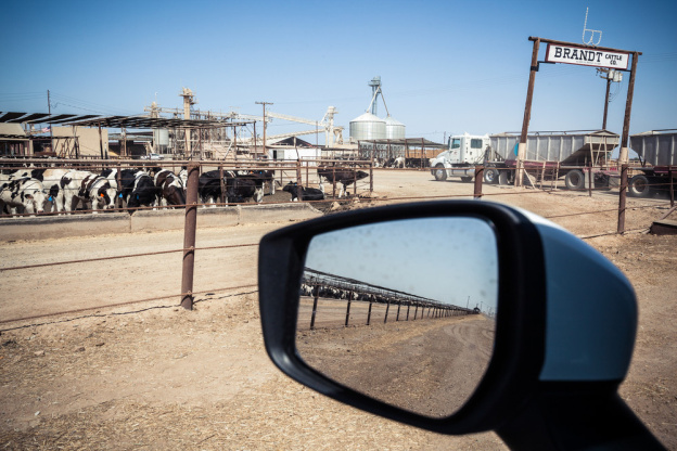 Trouble, l'exposition intriguante au Patronage Laïque Jules Vallès ! - VOGEL Franck video vache