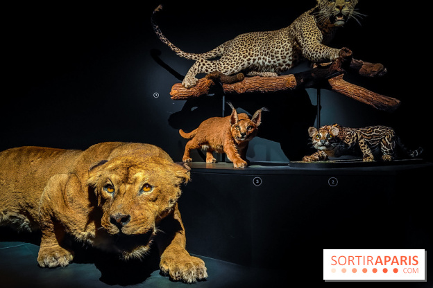 Félins, l'exposition qui nous fait craquer au Muséum national d'Histoire naturelle - photos