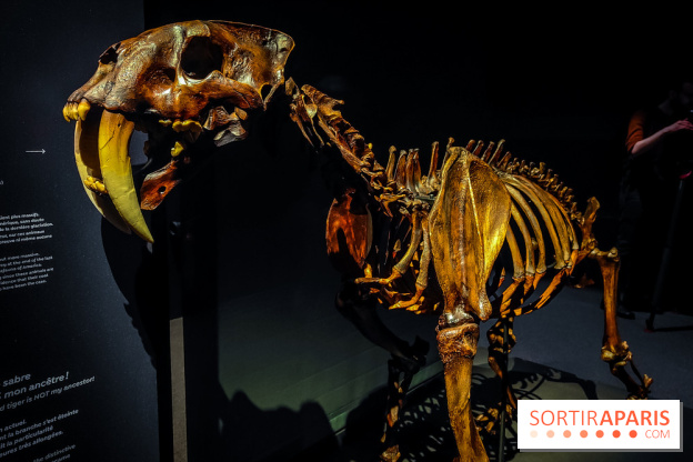 Félins, l'exposition qui nous fait craquer au Muséum national d'Histoire naturelle - photos - IMG20230321100015