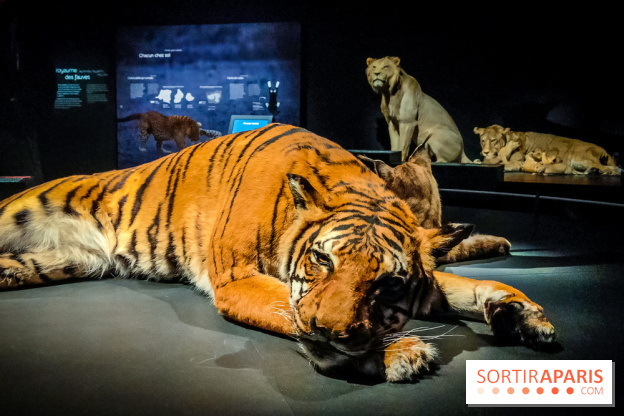 Félins, l'exposition qui nous fait craquer au Muséum national d'Histoire naturelle - photos - IMG20230321102113