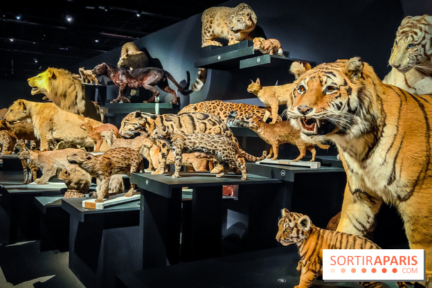 Félins, l'exposition qui nous fait craquer au Muséum national d'Histoire naturelle - photos - IMG20230321100418