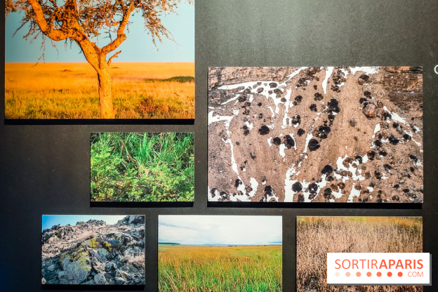 Félins, l'exposition qui nous fait craquer au Muséum national d'Histoire naturelle - photos