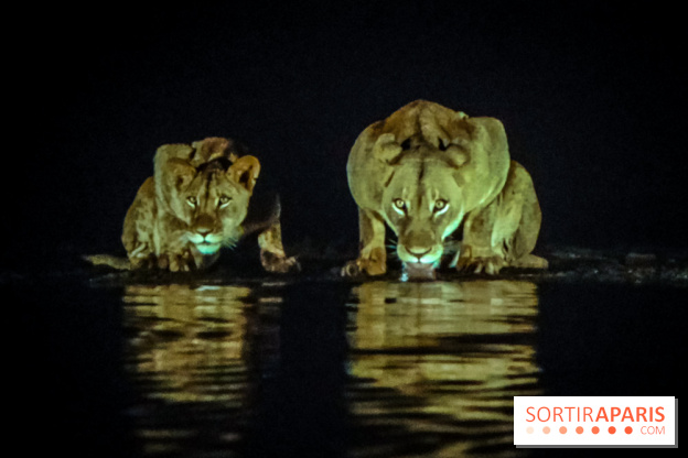 Félins, l'exposition qui nous fait craquer au Muséum national d'Histoire naturelle - photos - IMG20230321095734