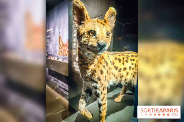 Félins, l'exposition qui nous fait craquer au Muséum national d'Histoire naturelle - photos