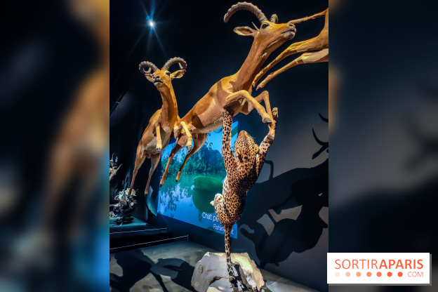 Félins, l'exposition qui nous fait craquer au Muséum national d'Histoire naturelle - photos - IMG20230321100846