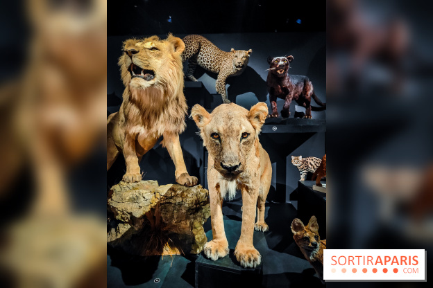 Félins, l'exposition qui nous fait craquer au Muséum national d'Histoire naturelle - photos - IMG20230321102259
