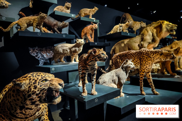 Félins, l'exposition qui nous fait craquer au Muséum national d'Histoire naturelle - photos - IMG20230321102209