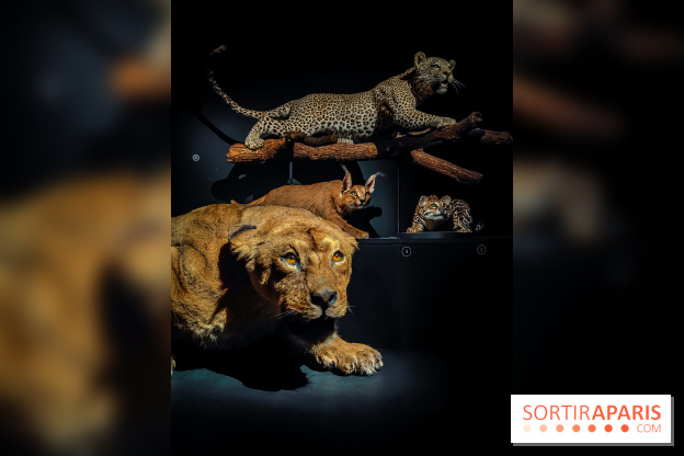 Félins, l'exposition qui nous fait craquer au Muséum national d'Histoire naturelle - photos