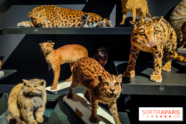 Félins, l'exposition qui nous fait craquer au Muséum national d'Histoire naturelle - photos