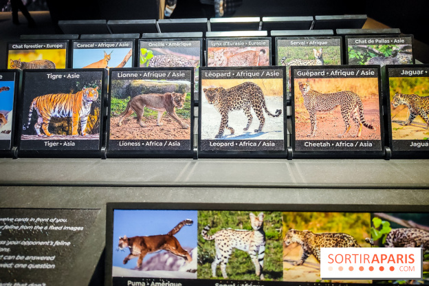 Félins, l'exposition qui nous fait craquer au Muséum national d'Histoire naturelle - photos - IMG20230321100207