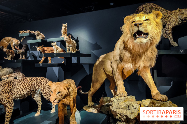 Félins, l'exposition qui nous fait craquer au Muséum national d'Histoire naturelle - photos - IMG20230321102227