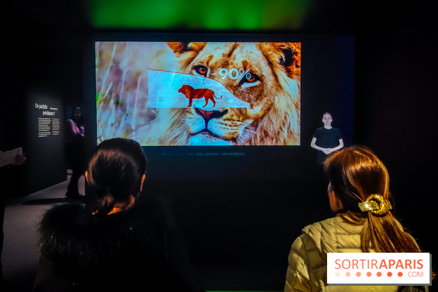 Félins, l'exposition qui nous fait craquer au Muséum national d'Histoire naturelle - photos - IMG20230321100446