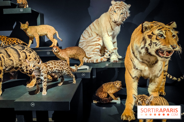 Félins, l'exposition qui nous fait craquer au Muséum national d'Histoire naturelle - photos
