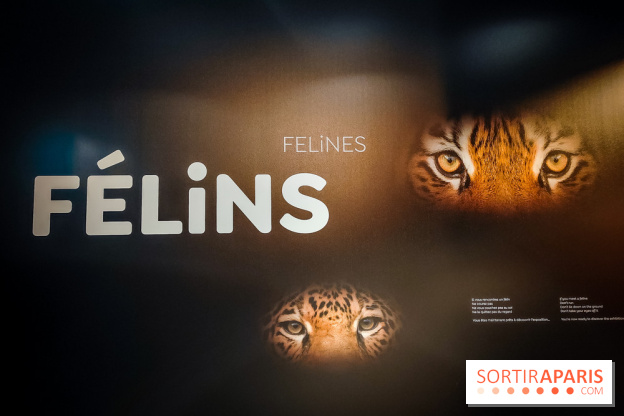Félins, l'exposition qui nous fait craquer au Muséum national d'Histoire naturelle - photos - IMG20230321095626