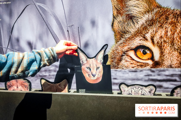 Félins, l'exposition qui nous fait craquer au Muséum national d'Histoire naturelle - photos - IMG20230321100601