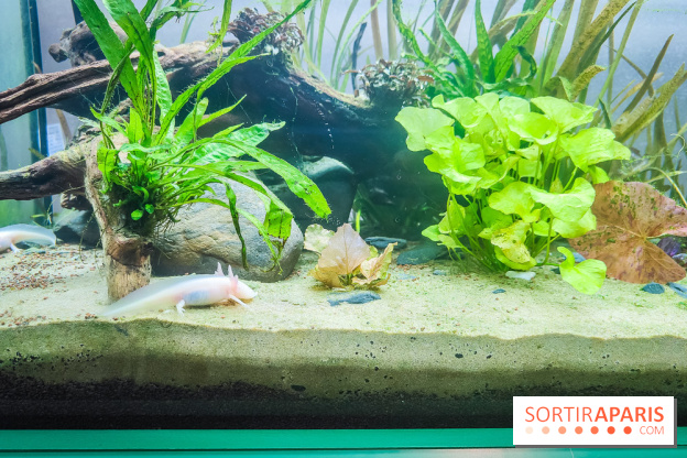 Métamorphoses, l'exposition poétique à découvrir à la Cité des Sciences et de l'Industrie  - IMG20230405144351