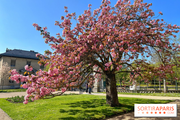 Cerisier - Jardin des Serres d'Auteuil - IMG 1493