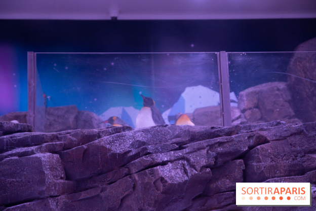 Aquarium Sea Life - IMG 8390