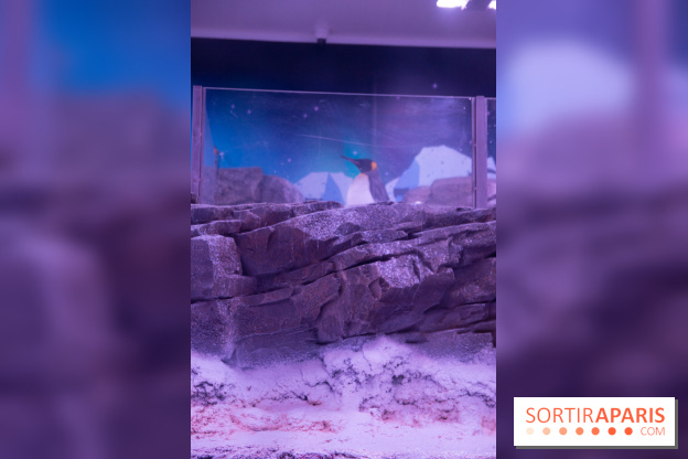 Aquarium Sea Life - IMG 8393