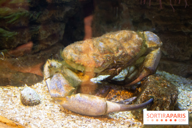 Aquarium Sea Life - IMG 8394