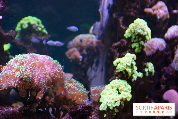 Aquarium Sea Life