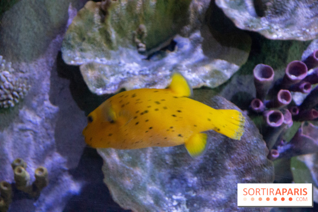 Aquarium Sea Life - IMG 8297