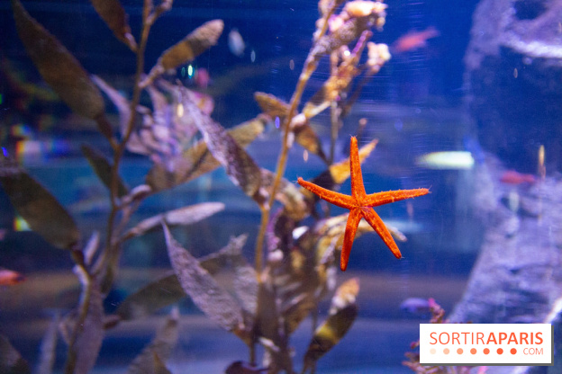 Aquarium Sea Life