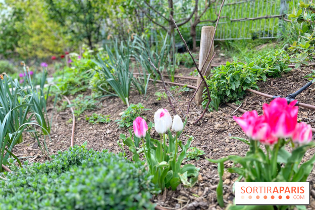 Balade sur la Petite Ceinture du 19e - IMG 1974