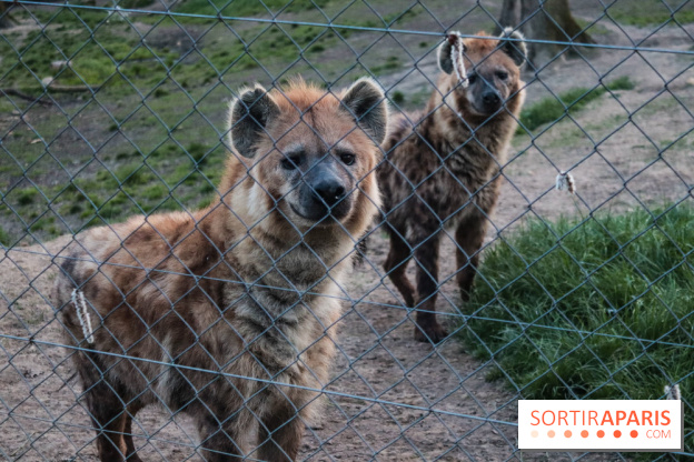 Zoo de Thoiry 2023 - 6FE478AB 6B81 4D2D 8EB9 95BC479EB6BE