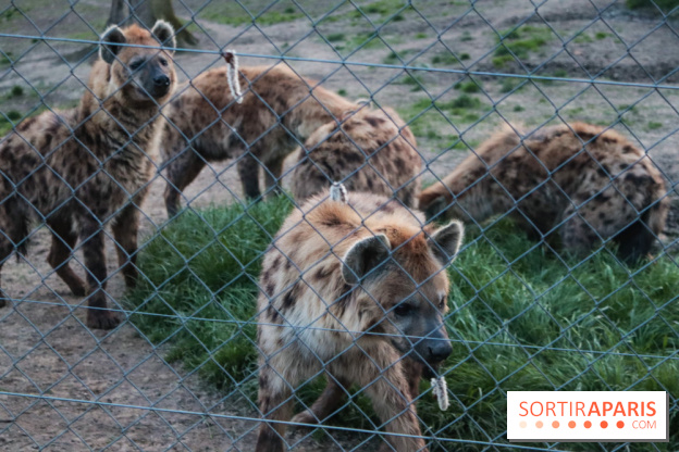 Zoo de Thoiry 2023 - 74689CAD 86F1 4FE7 99DD 1BB234E705C9