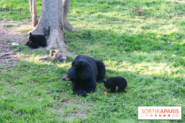 Zoo de Thoiry 2023 - 9A696A9F B419 49F2 976F AFEA6F87871D