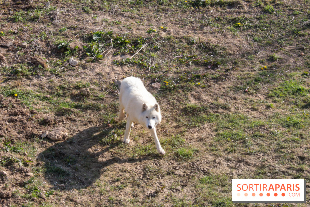 Zoo de Thoiry 2023 - 19DB37D2 8A7D 4858 B58C 87ECB4D8BFE3