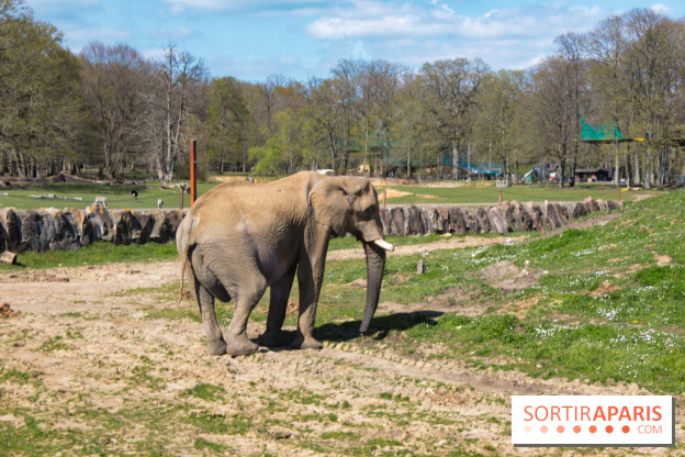 Zoo de Thoiry 2023 -Eléphant