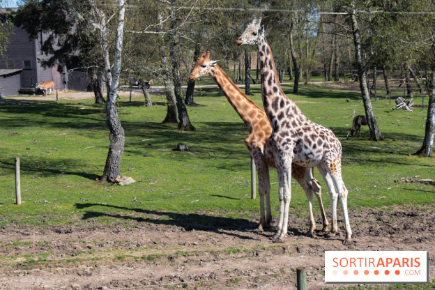 Zoo de Thoiry 2023 - Girafes