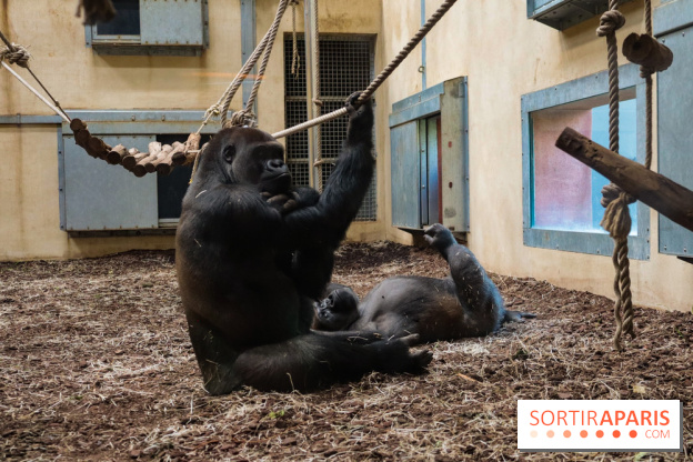 Zoo de Thoiry 2023 - Gorille