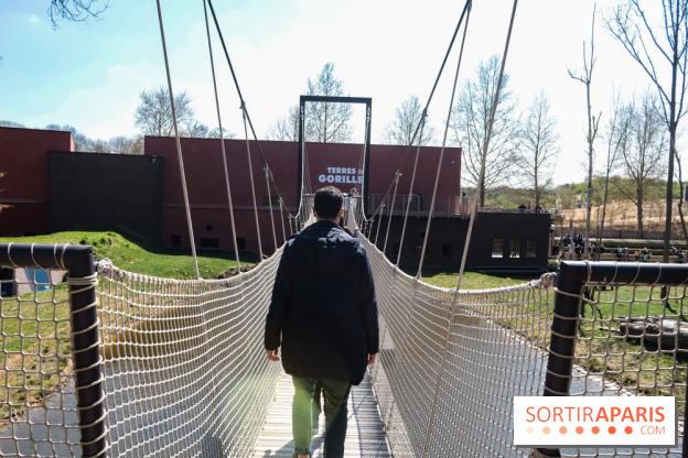 Zoo de Thoiry 2023 - Terre des gorilles