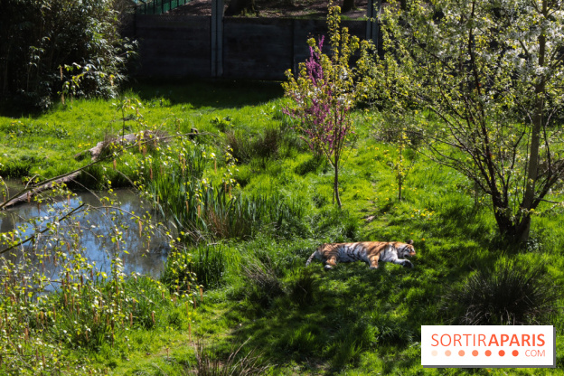 Zoo de Thoiry 2023 - Tigre