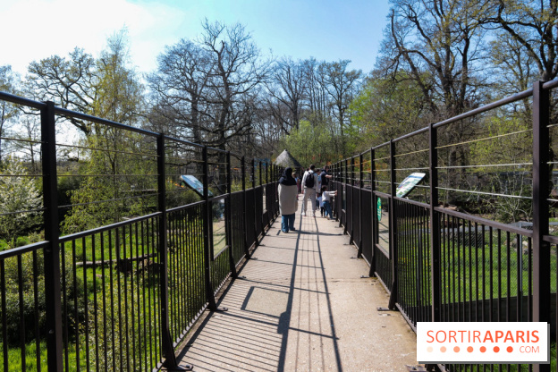 Zoo de Thoiry 2023 -  Félins